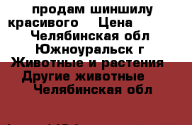 продам шиншилу красивого. › Цена ­ 3 500 - Челябинская обл., Южноуральск г. Животные и растения » Другие животные   . Челябинская обл.